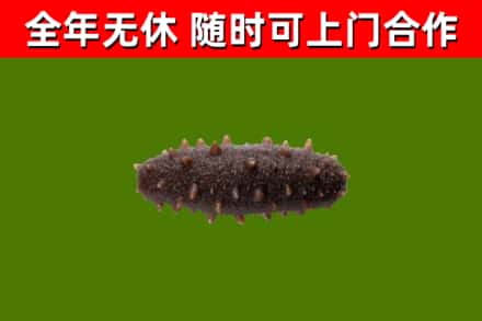 哈尔滨烟酒回收干海参.jpg